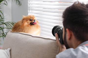 Professional animal photographer taking picture of beautiful Pomeranian spitz dog indoors, closeup
