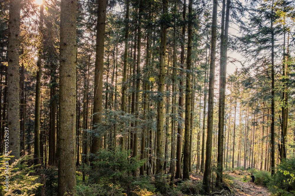 Obraz premium Später Nachmittag im Wald