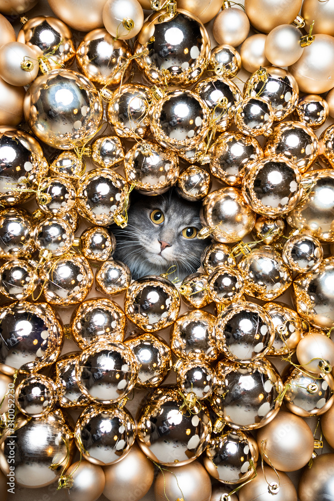 cute blue tabby maine coon cat looking through a hole in between lots of golden colored christmas decoration baubles looking at camera cute blue tabby maine coon cat looking through a hole in between lots of golden colored christmas decoration baubles looking at camera