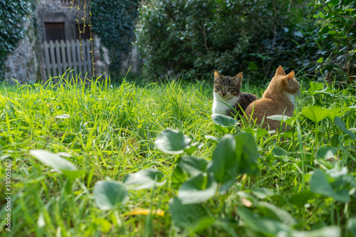 Two little cats standing in a garden