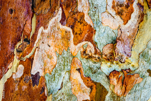 Beautiful multicoloured patterns in the bark of a Eucalyptus tree trunk in Australia.