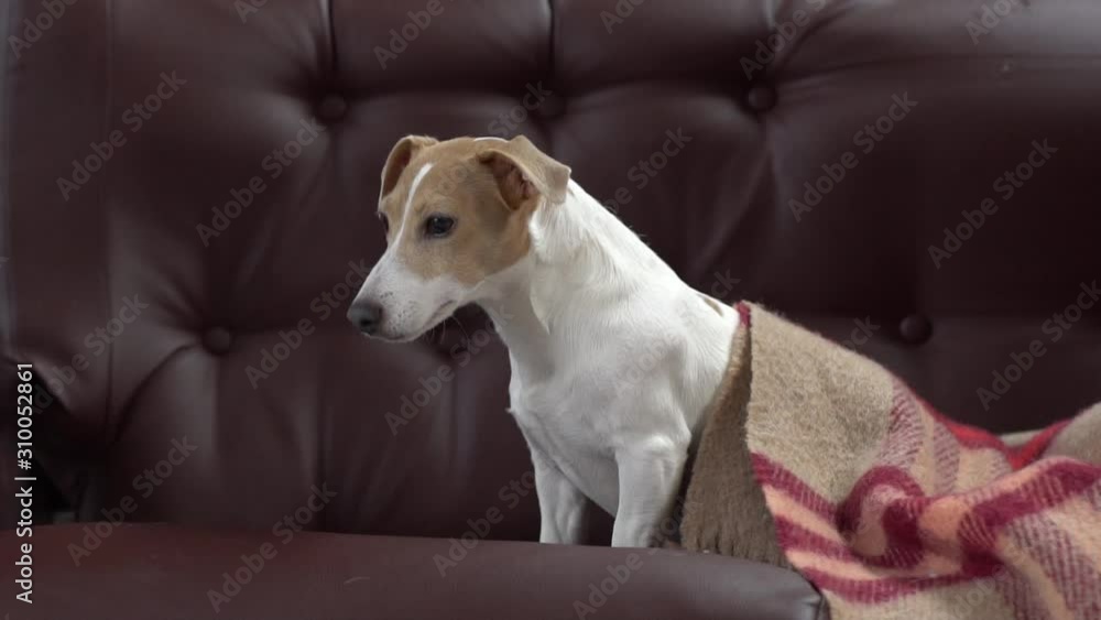 Little dog on sofa in library jumping fast to object Little dog on sofa in library jumping fast to object