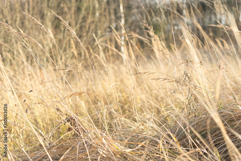 Fototapeta premium fantasy blurred background. sun glare on the grass