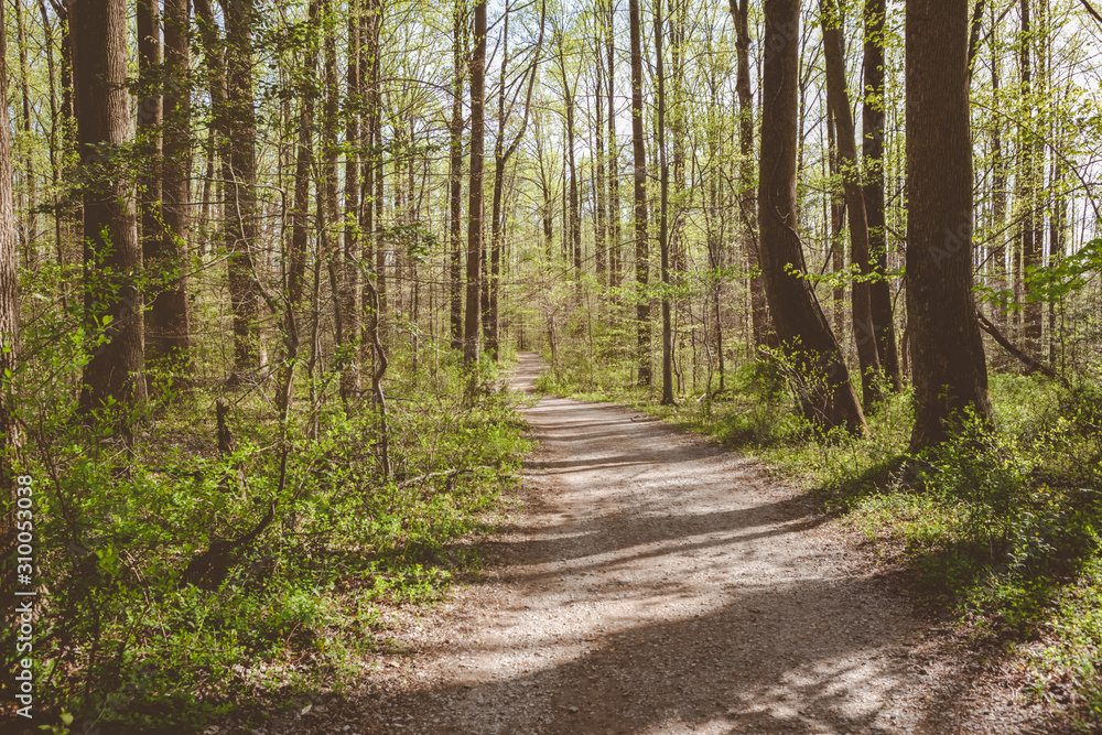 Hiking Path in Spring