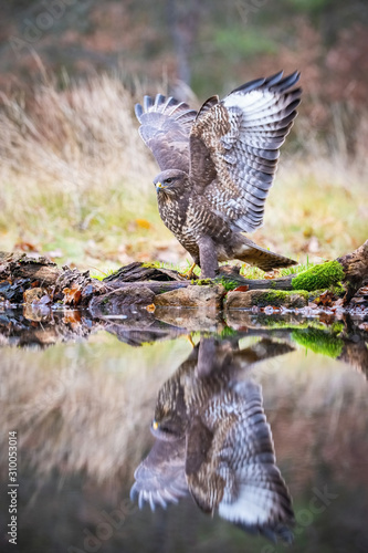 The Common Buzzard, Buteo buteo is is standing at the forest waterhole and preparing to drink, mirroring reflection on the surface, in the background is nice colorful bokeh of changing leaves