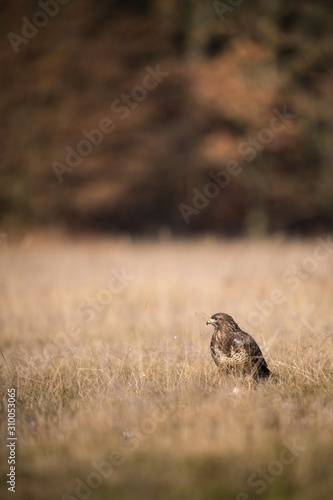 The Common Buzzard, Buteo buteo is sitting in the dry grass in autumn environment of wildlife. Golden light.. © Petr Šimon