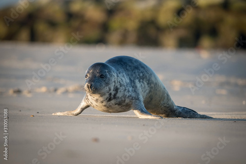 Phoca vitulina, Harbor seal, The seal is moving on the beach, island Dune Germany