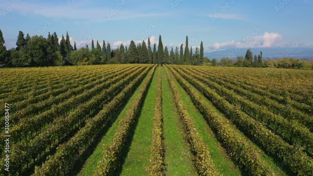 Grape plantations in the background cypress trees, Lake Garda and blue sky. Autumn season Italy Grape plantations in the background cypress trees, Lake Garda and blue sky. Autumn season Italy
