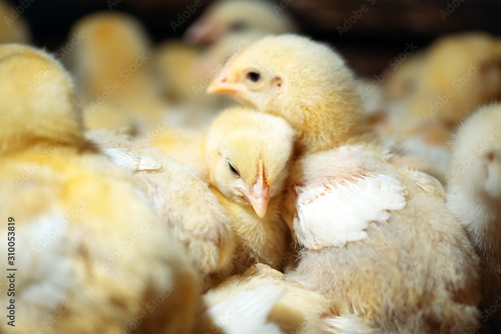 Broiler Chicken Chicks at the poultry farm. Stock Photo Adobe Stock