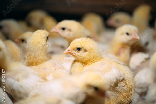 Broiler Chicken Chicks at the poultry farm.