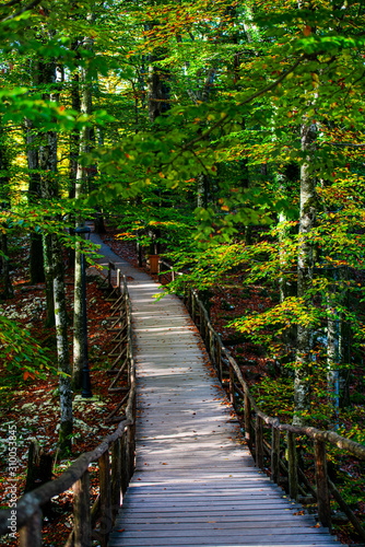 Autumn landscape in Plitvice Park  Croatia