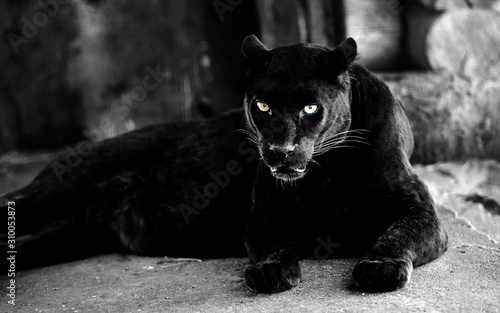 Beautiful black panther. Big cat. Animal world. photo