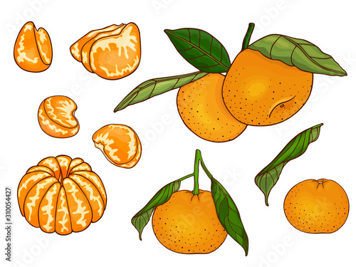 Mandarins set (oranges, clementine, tangerine) with leaves on a branch. Fresh citrus fruits, whole and slices, plant leaf. Hand drawn sketch. Color vector illustration isolated on a white background.