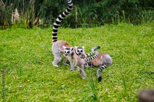 Family of ring-tailed Lemur sit on the trgrass . Lemur catta looking at camera. Beautiful grey and white lemurs. African animals in the zoo