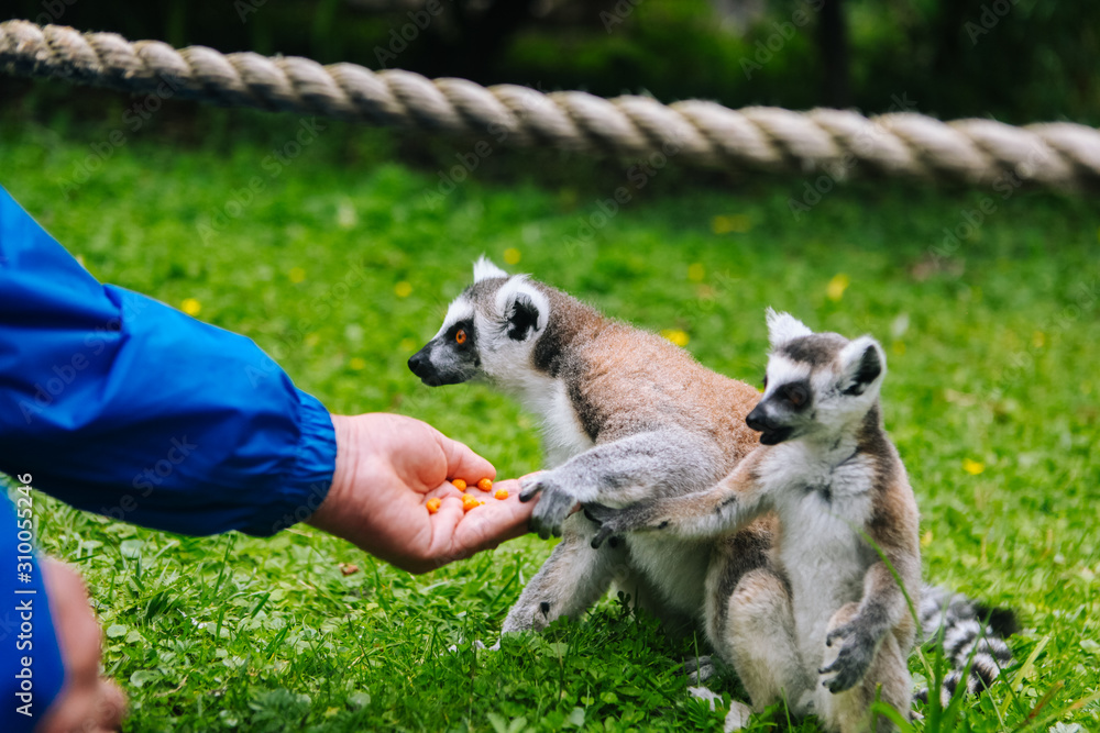 Ring-tailed Lemur eating out of a persons hand. A people is feeding the ...