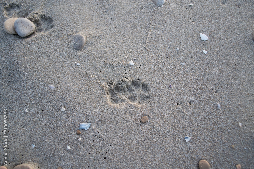 footprints in the sand footprints in the sand