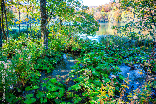 Fototapeta Naklejka Na Ścianę i Meble -  Autumn in the forest, near the lake
