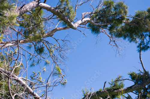 beautiful blue sky between the branch of tree