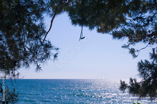 Sea view between the branches of trees during day time.