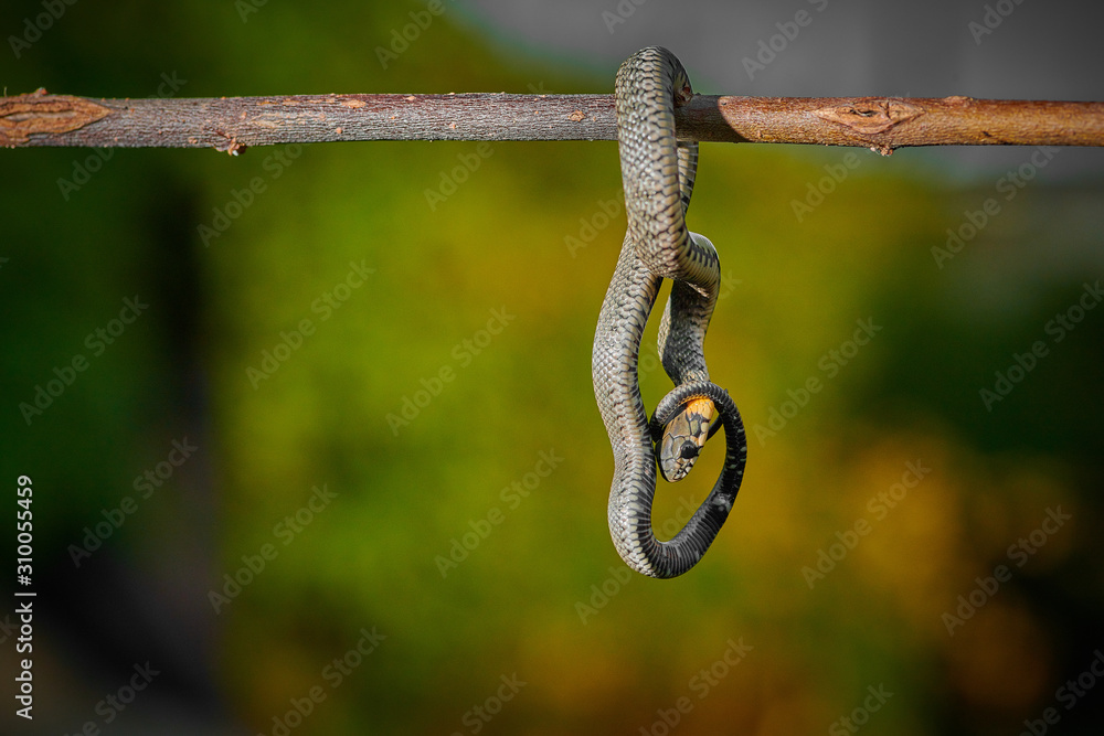 Obraz premium Black young small snake viper python natrix hanging on a branch on isolated background macro