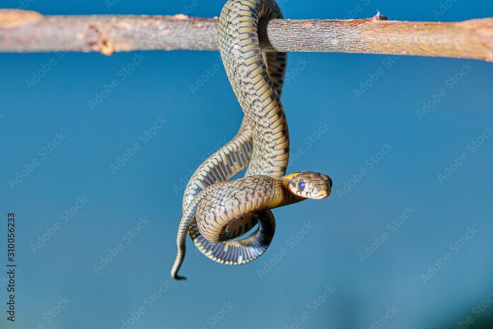 Obraz premium Black young small snake viper python natrix hanging on a branch on isolated background macro