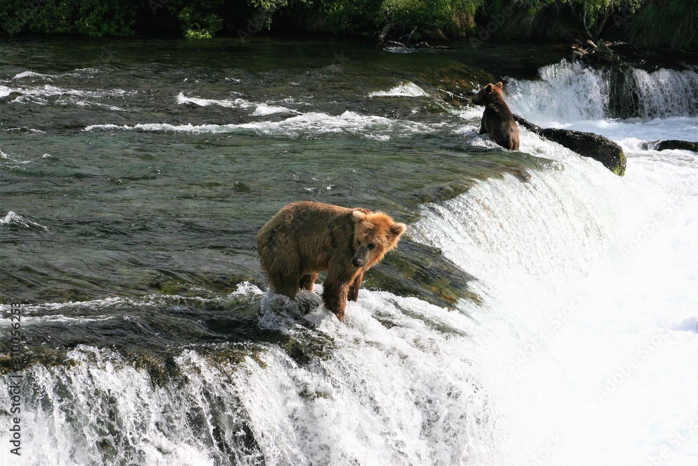 brown bears in the river brown bears in the river