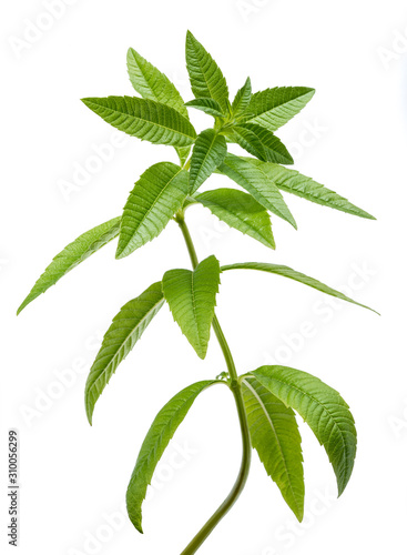 Tableau sur toile Lemon verbena
