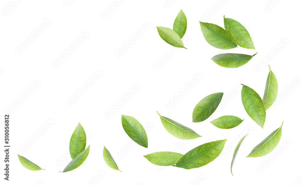 Fresh green citrus leaves on white background - obrazy, fototapety, plakaty 