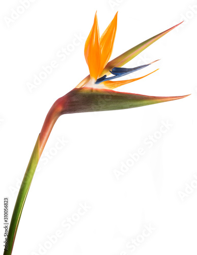 Bird of paradise photo