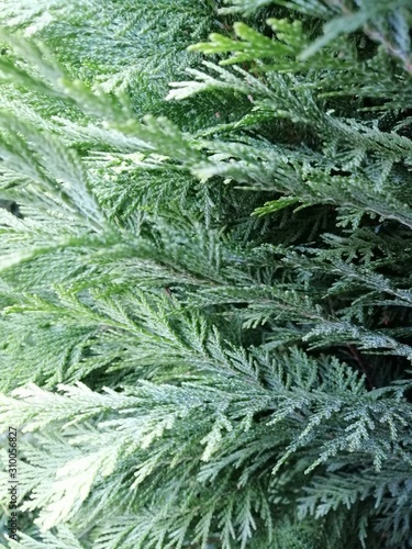 Close up evergreen pine leaves. Bright evergreen texture