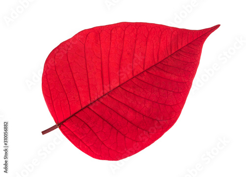 Slika na platnu Poinsettia red leaf