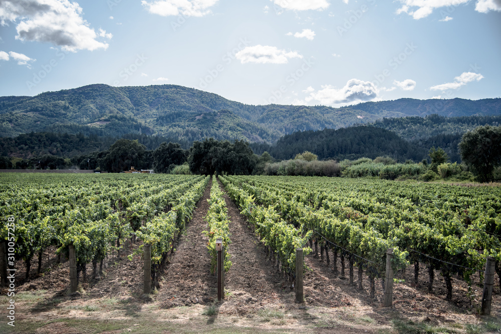 grapevine vineyard in california mountain valley  