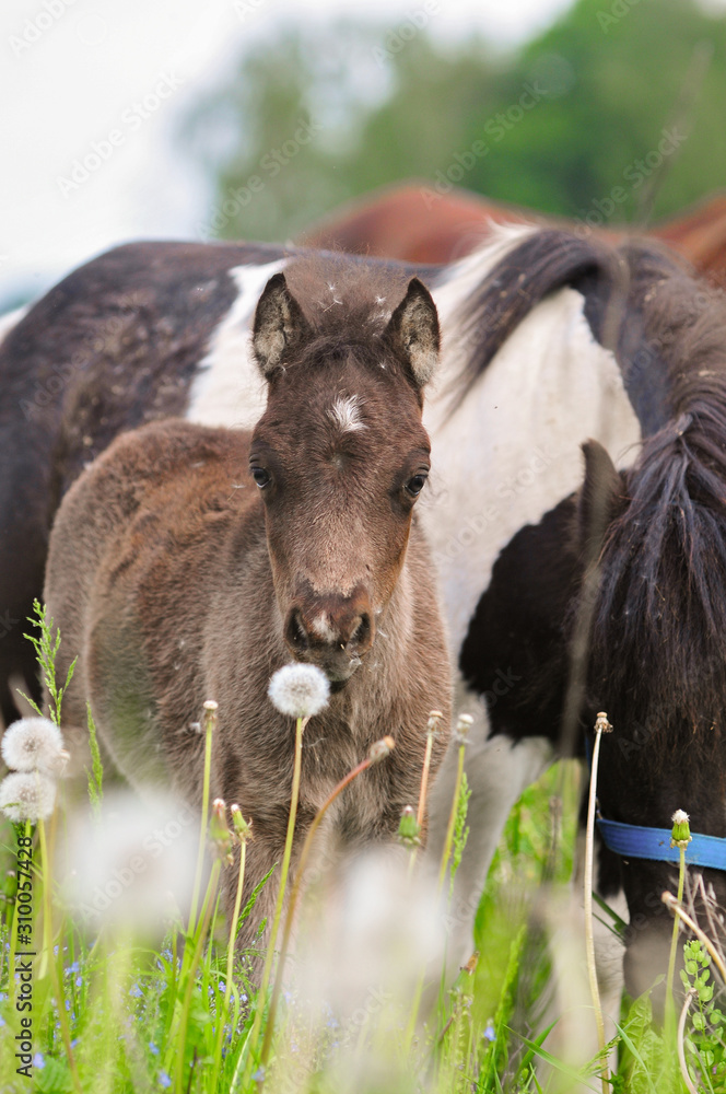 Fototapeta premium Pony mare and foal pasturing in green field closeup
