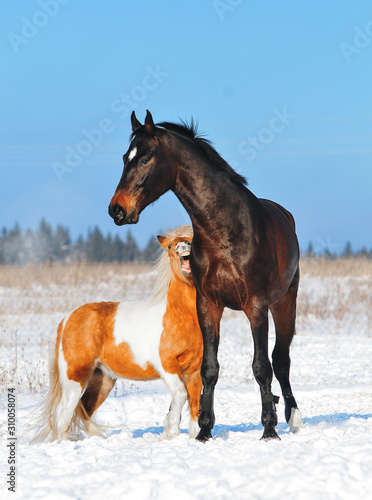 Warmblood horse and shetland pony plays in snow