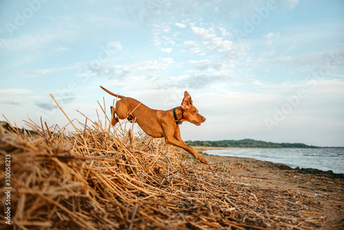 Quadro em tela hungarian vizsla dog jumps on a beach