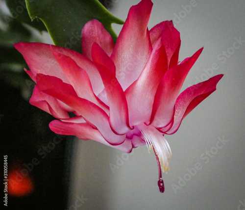 Wallpaper Mural Christmas Cactus Torontodigital.ca