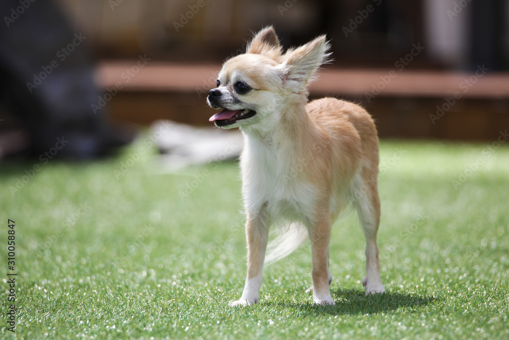Happy puppies in a private playground Happy puppies in a private playground