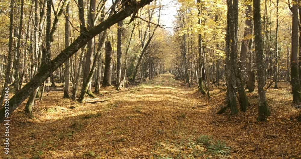 Old natural deciduous stand with oak trees and leaves falling