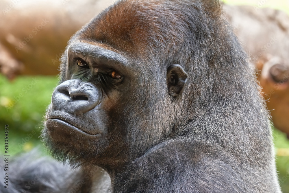 Face of a silverlplated gorilla looking straight ahead. African wild animal