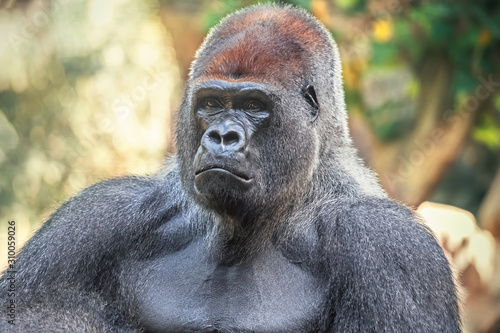 Face and body of the silverlplated gorilla in nature. African wild animal.