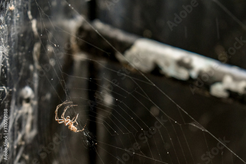 Spider