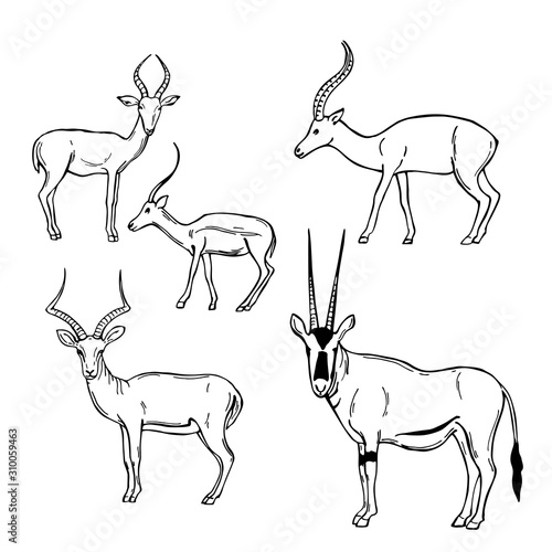 Hand drawn African Antelopes. Vector sketch illustration.
