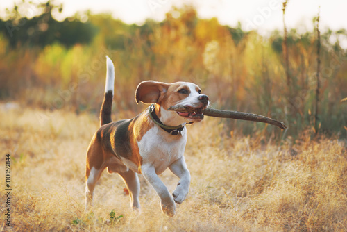 Happy beagle dog with stick in mouth running against beautiful nature background. Sunset scene colors photo