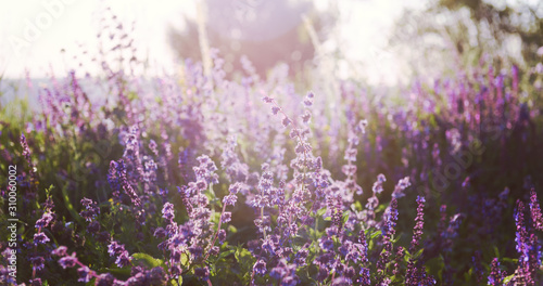 Summer floral background with purple wildflowers blooming under sunlight
