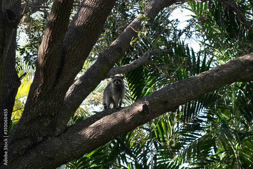 Raccoon in tree