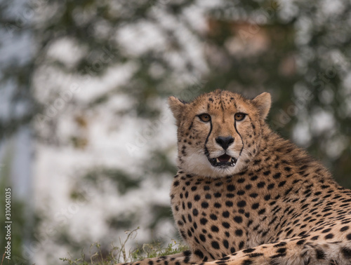 Close up head and shoulders portrait of adult Cheetah, Acinonyx jubatus resting lying on tree, green bokeh lights background, selective focus