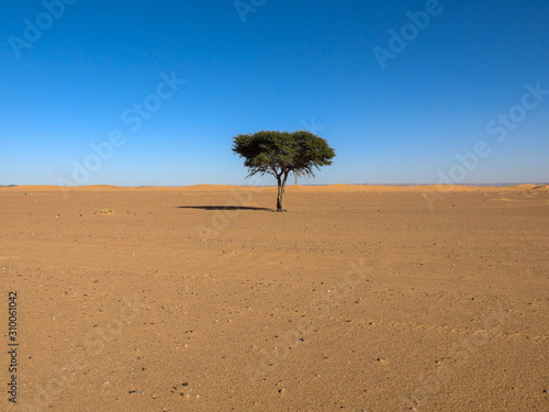 Fototapeta Naklejka Na Ścianę i Meble -  Lone Acacia Tree in the Sahara