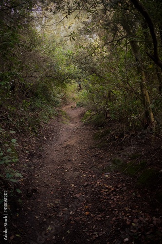 Camino en plena naturaleza por el bosque