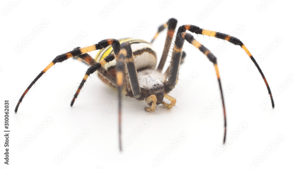 Yellow and brown spider.