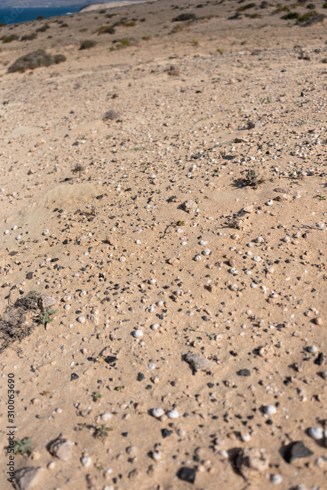 Shells and stones on the sand in selective focus. Shells and stones on the sand in selective focus.